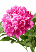 Pivoine rose &eacute;clatante en pleine floraison